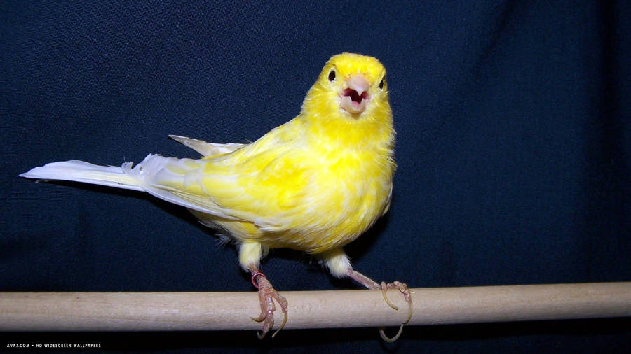 Melodious Canary Bird Serenading In The Sunshine Wallpaper