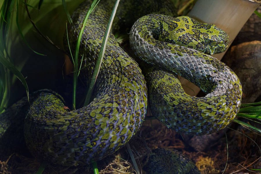 Memphis Zoo Mountain Viper Spot Wallpaper