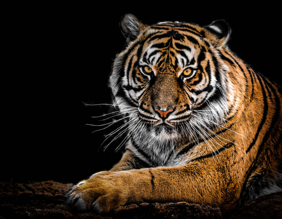 Menacing Harimau Wallpaper