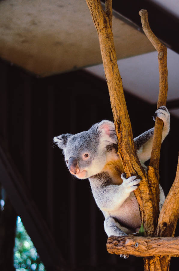 Mesmerizing Koala Wallpaper
