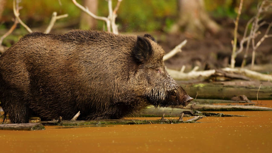 Middle Asian Wild Boar Wallpaper