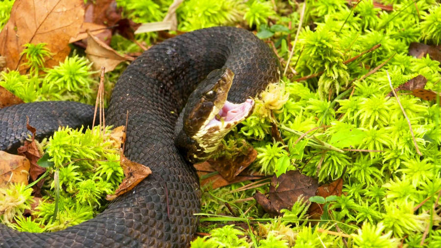 Minacious Dark Scaled Cottonmouth Wallpaper