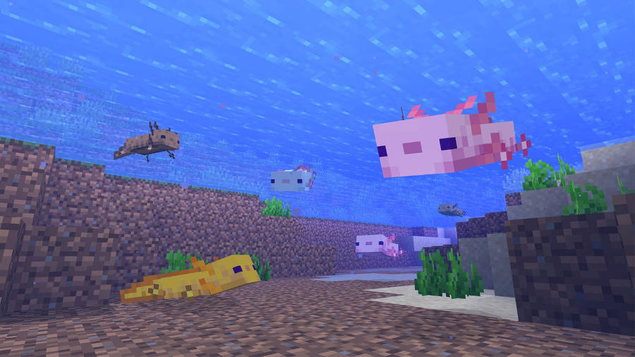 Minecraft Axolotls Underwater Wallpaper