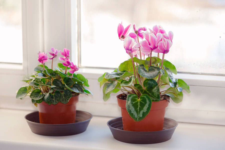 Mini Cyclamen Plants Wallpaper