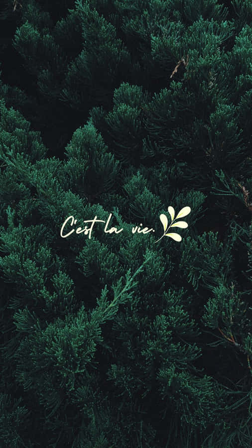 Minimalist Green Cest La Vie Wallpaper Wallpaper