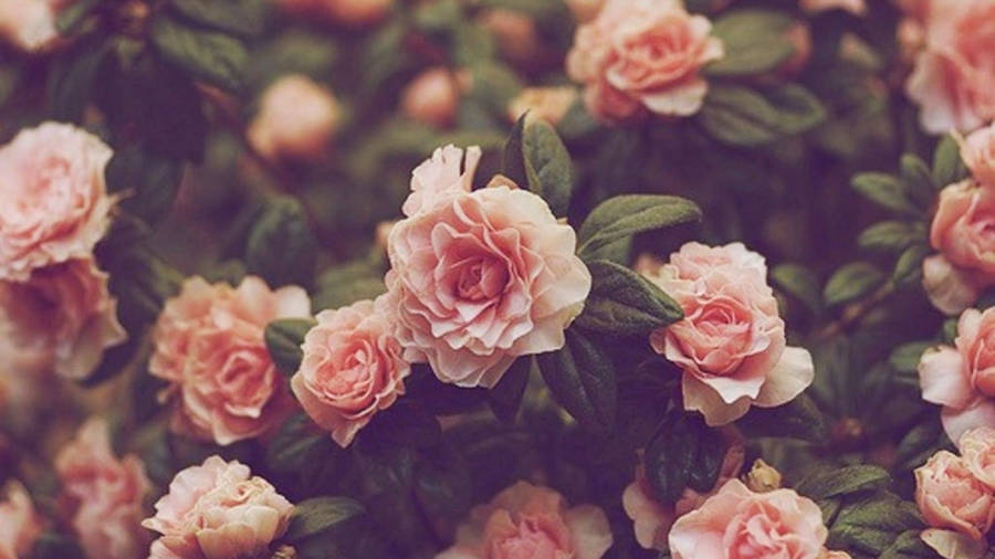 Minimalist Peach Flowers Aesthetic Wallpaper