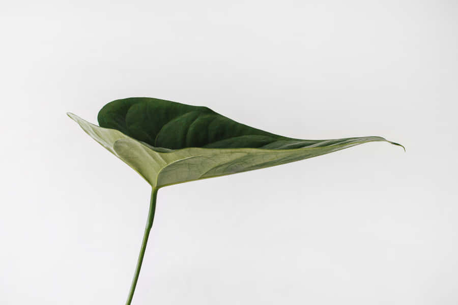 Minimalist Plant Desktop 4272 X 2848 Wallpaper
