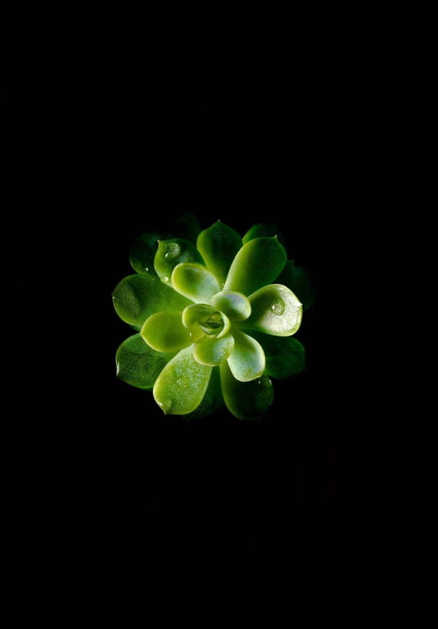 Minimalist Succulent Ipad 2021 Wallpaper