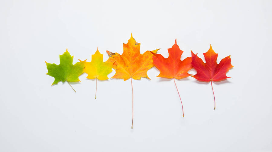 Minimalist Tablet Displaying A Majestic Autumn Maple Leaf Wallpaper