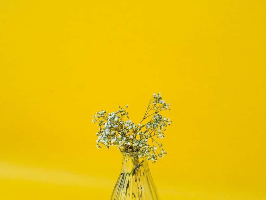 Minimalist White Baby's Breath Flower Wallpaper