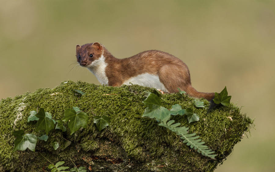 Mink On Green Moss Covered Rock Wallpaper