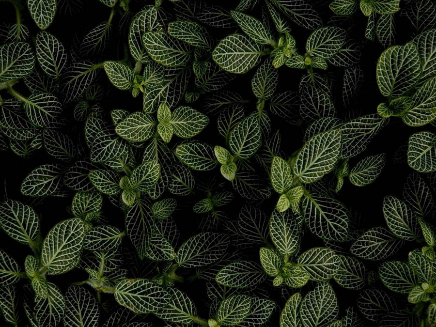 Mint Plant In Dark Wallpaper