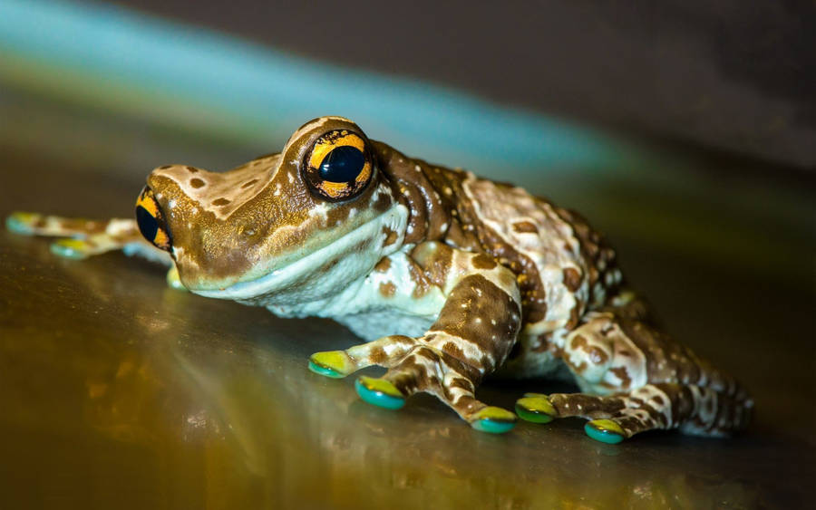 Mission Golden-eyed Tree Kawaii Frog Wallpaper