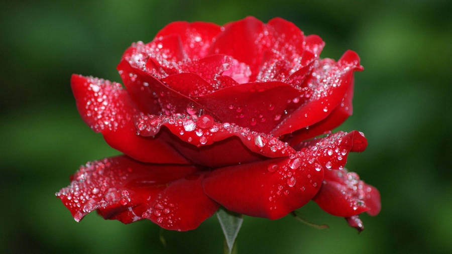 Misty Beautiful Rose Flower Wallpaper