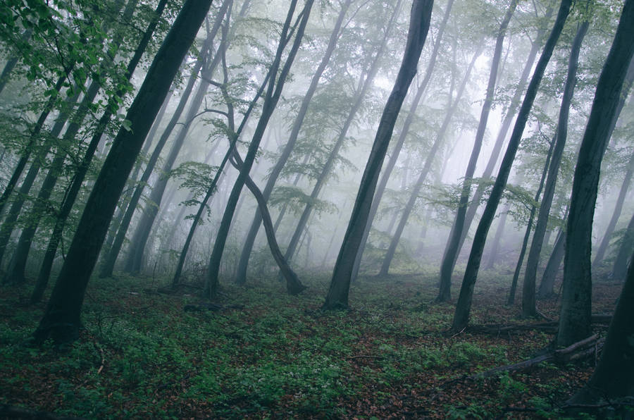 Misty Forest 4k Hd Laptop Wallpaper