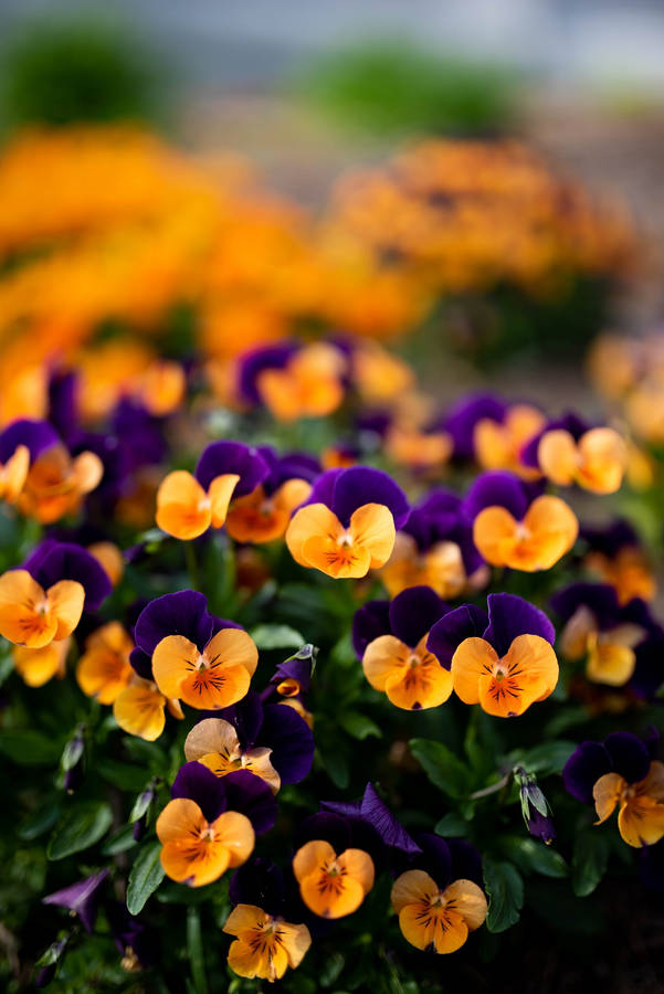 Mixed Purple-yellow Pansy Garden Wallpaper