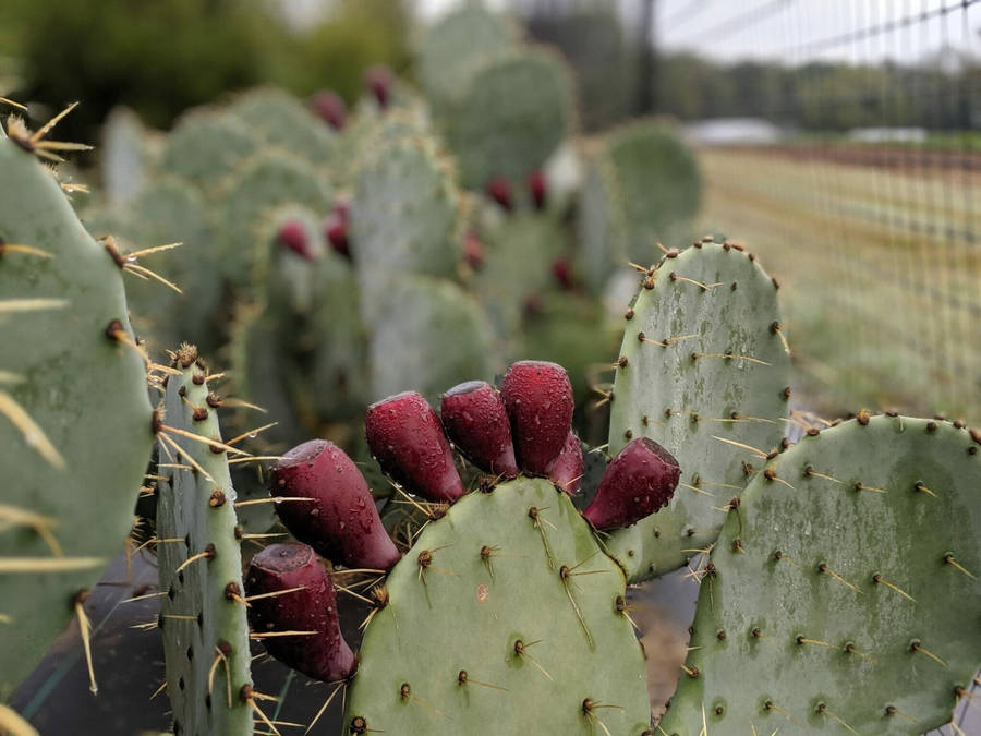 Moisten Prickly Pear Cactus Wallpaper