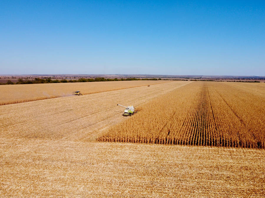 Moldova Agricultural Corn Field Wallpaper