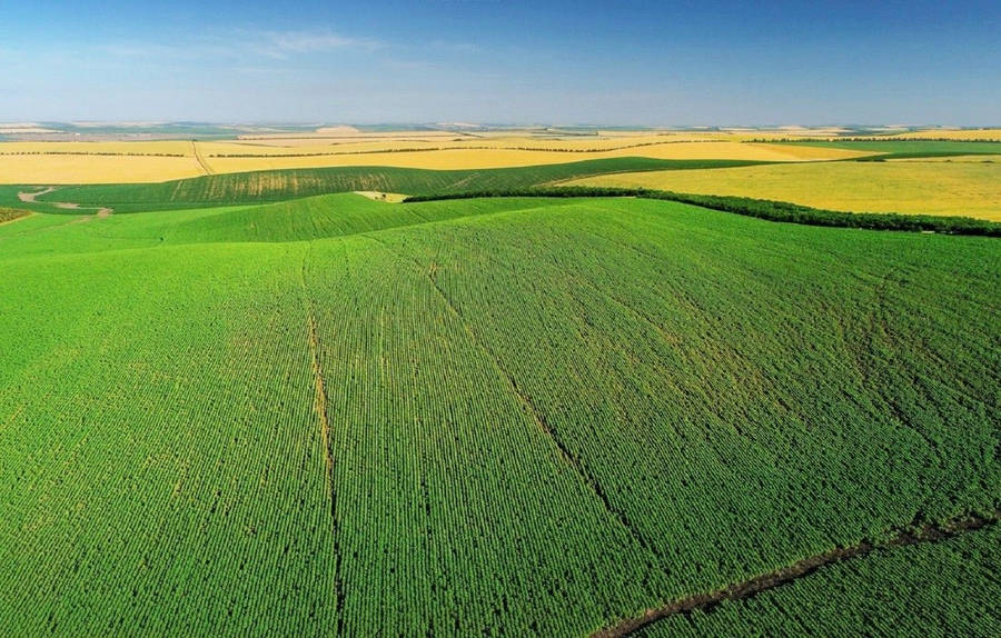 Moldova Vineyard Field Wallpaper