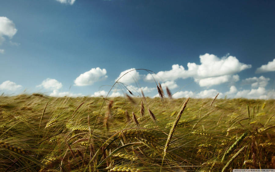 Moments Of Peace In A Windy Wheat Field Wallpaper