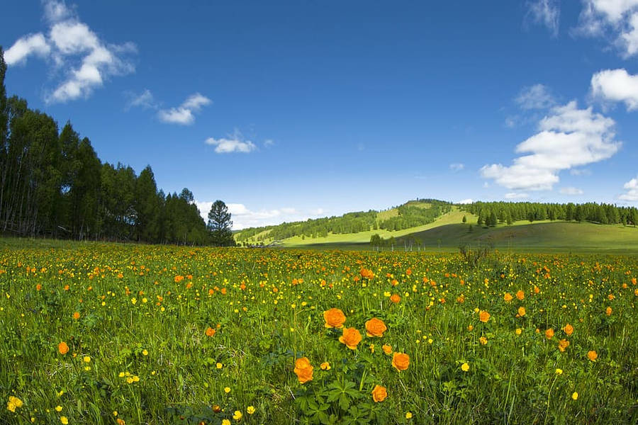 Mongolias Buttercup Flower Garden Wallpaper