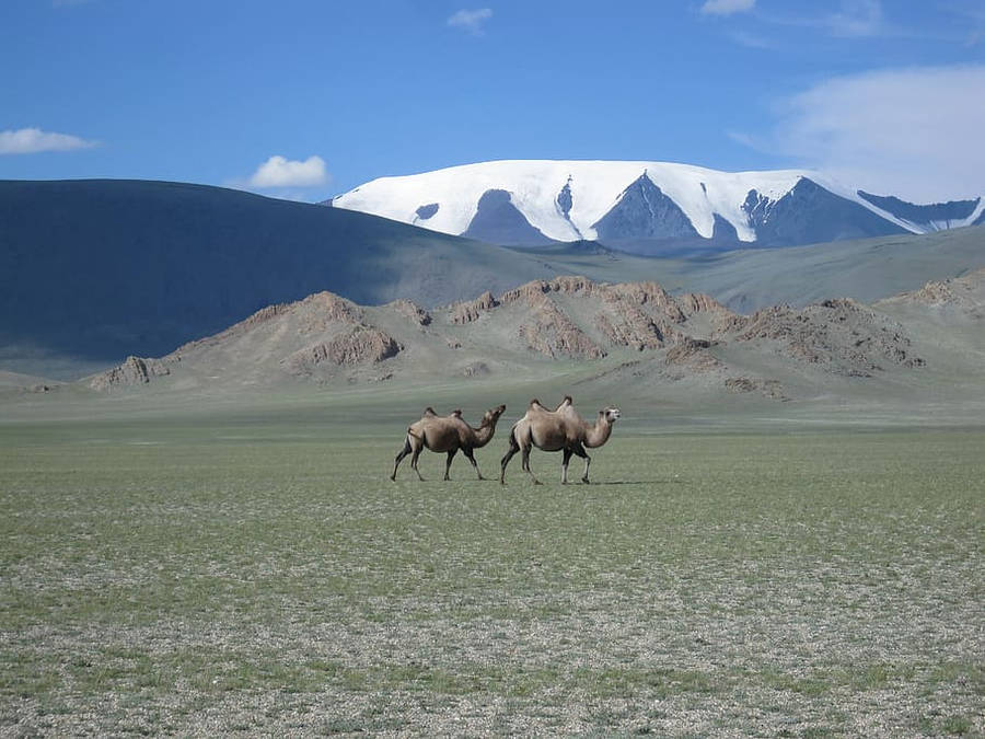 Mongolias Sutai Mountain Wallpaper