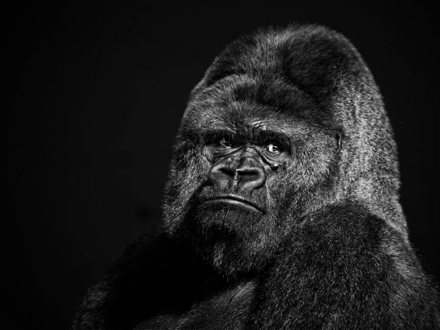 Monochromatic Photograph Of A Gorilla Wallpaper
