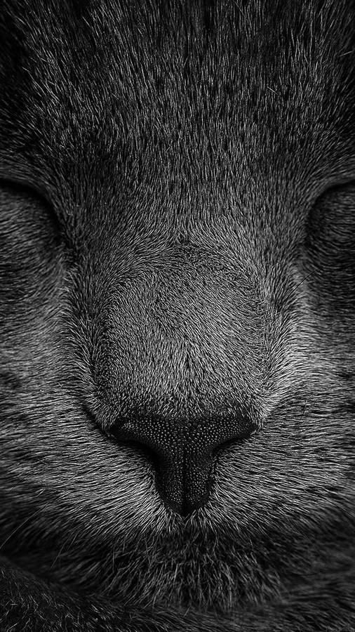 Monochromatic Sleeping Black Cat Iphone Wallpaper