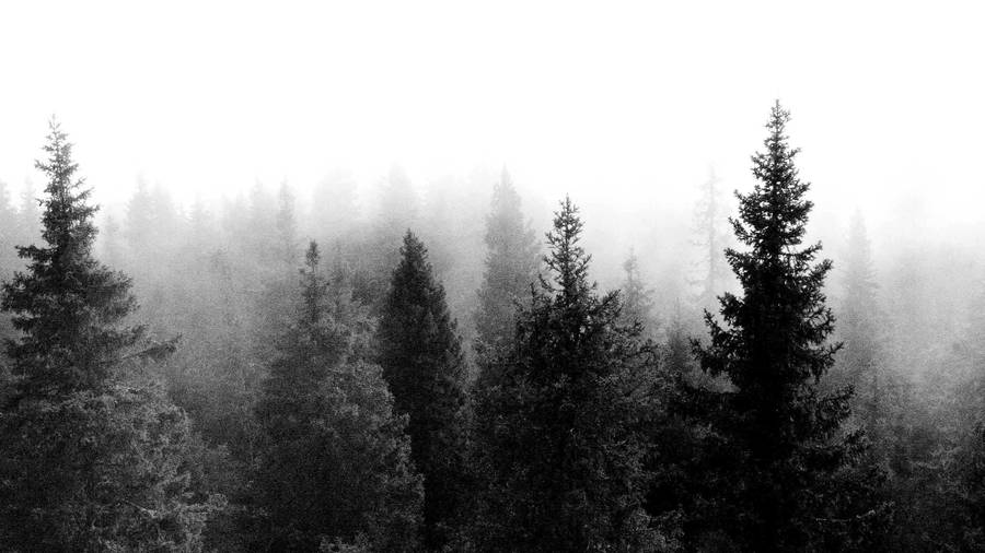 Monochrome Cloudy Trees 4k Pc Wallpaper