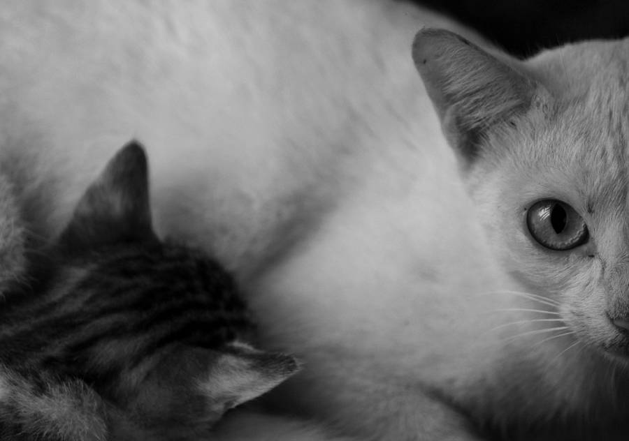 Monochrome Cute Cat Hd Wallpaper