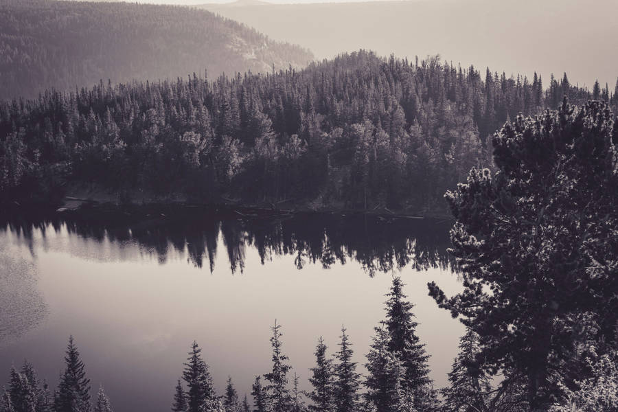 Monochrome Forest Lake Wallpaper