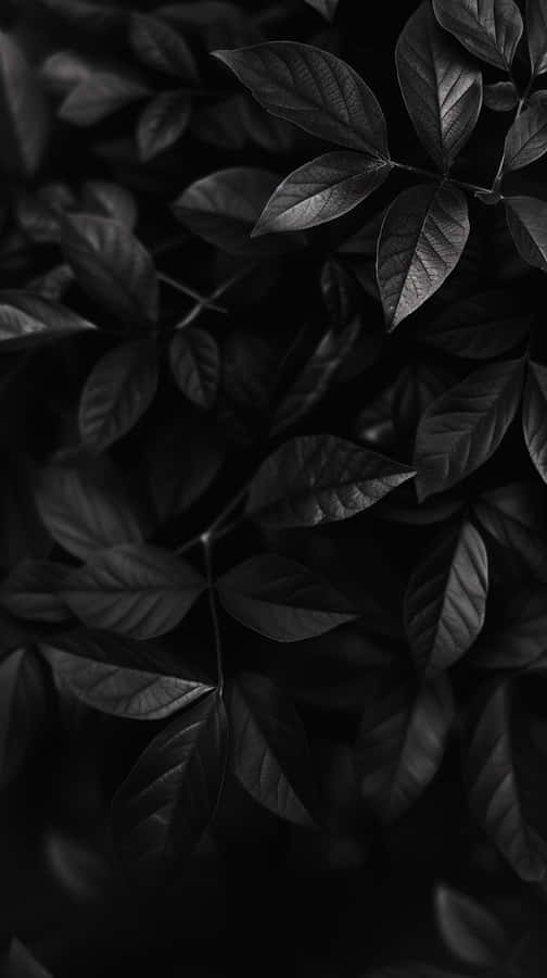Monochrome Leaves Texture Wallpaper