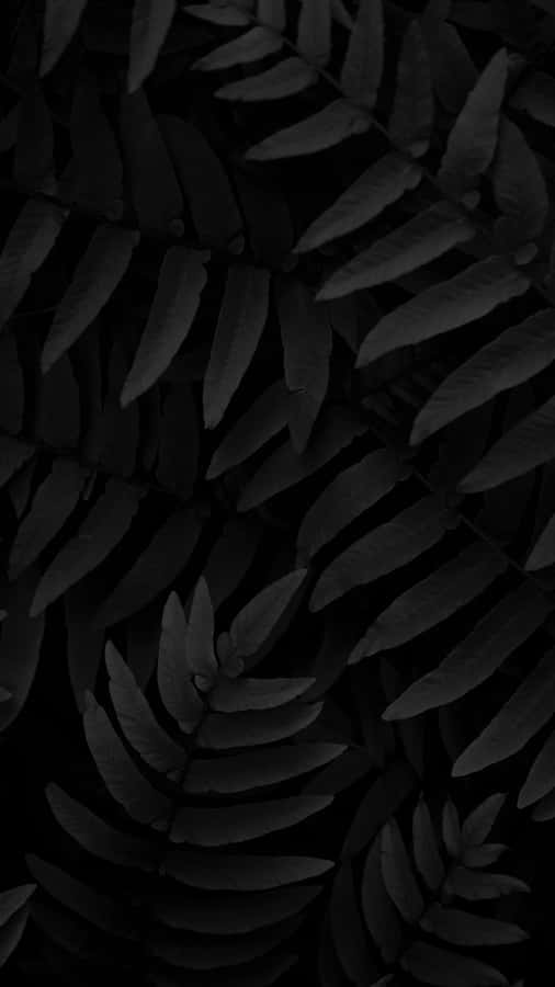 Monochrome Plant Leaves Wallpaper