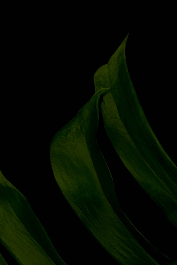 Monstera Deliciosa Black Aesthetic Tumblr Iphone Wallpaper