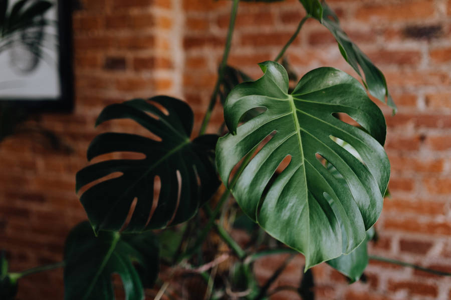 Monstera Green Leaves Indoors Wallpaper