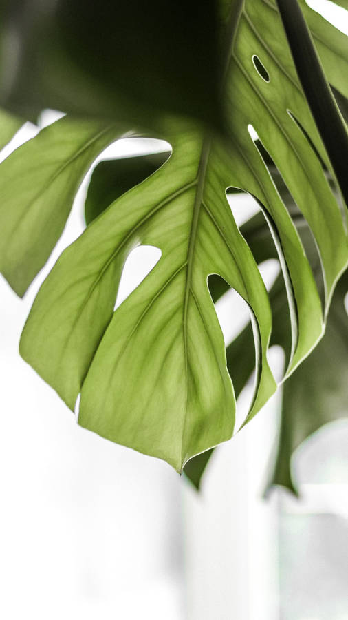 Monstera Leaf Details Wallpaper