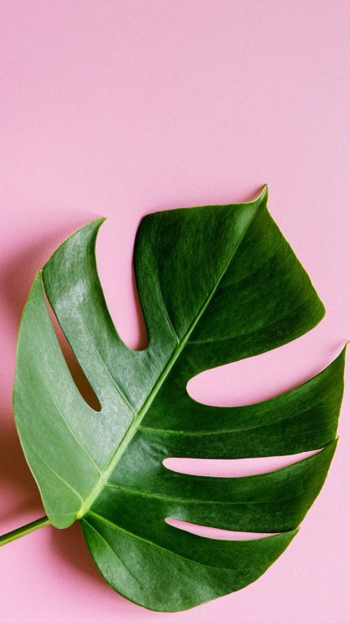 Monstera Leaf On Pink Wallpaper