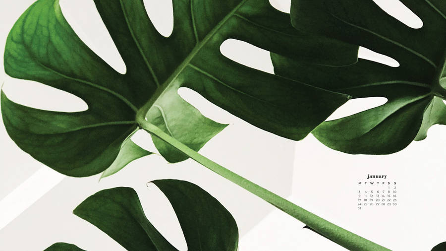 Monstera-themed January 2022 Calendar Wallpaper