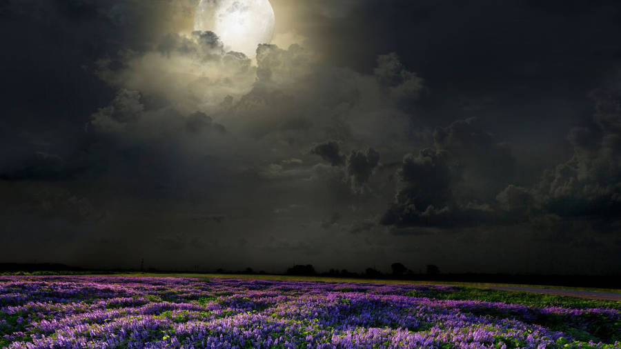 Moonlight On Flower Desktop Wallpaper