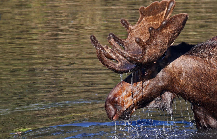 Moose Drinking Water Wallpaper