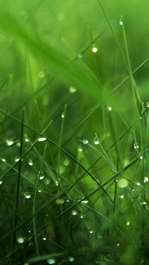 Morning Dew Leaves Iphone Wallpaper