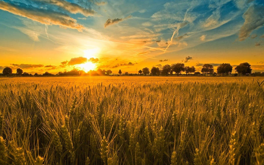 Morning Glory In Grain Field Wallpaper