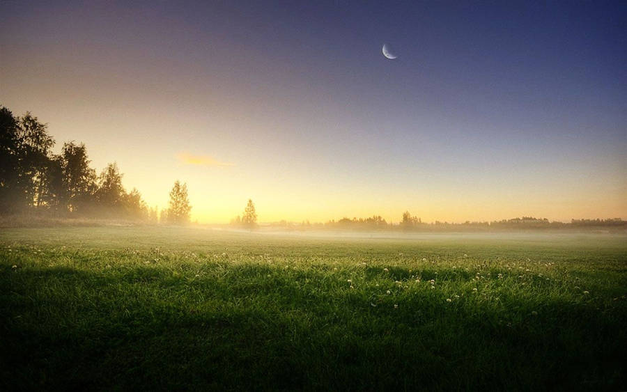 Morning Glory In The Green Meadow Wallpaper