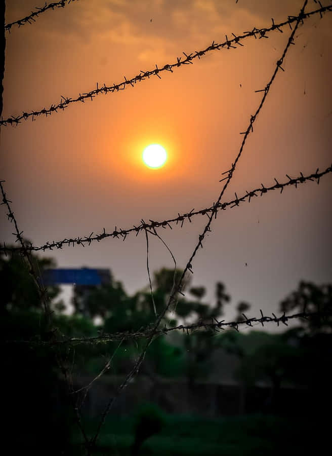 Morning Sunrise Barbed Wire Wallpaper