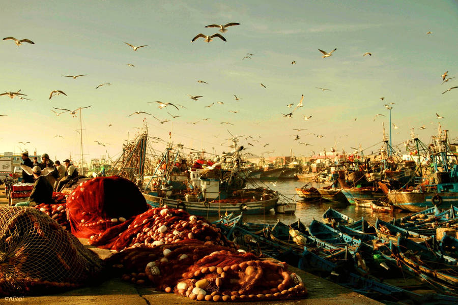 Morocco Fish Port Wallpaper