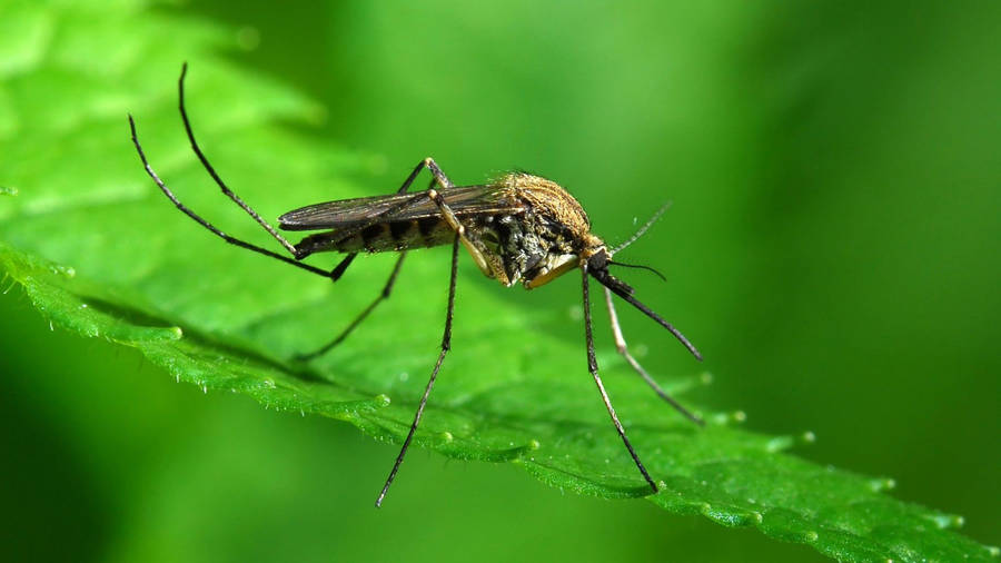 Mosquito On A Mint Leaf Wallpaper