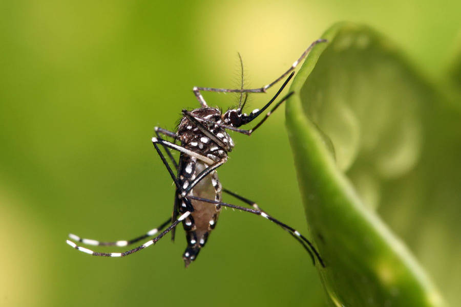 Mosquito On An Exotic Plant Wallpaper