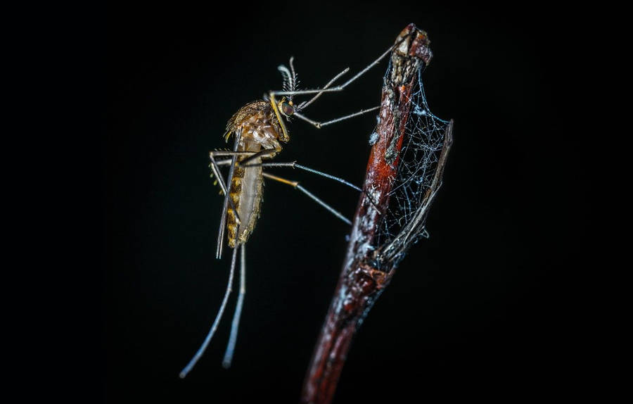 Mosquito Trapped On A Twig In A Spider's Web Wallpaper