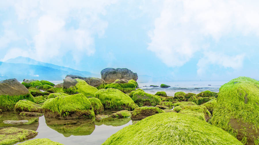 Mossy_ Rocks_by_the_ Sea_4 K_ U H D Wallpaper