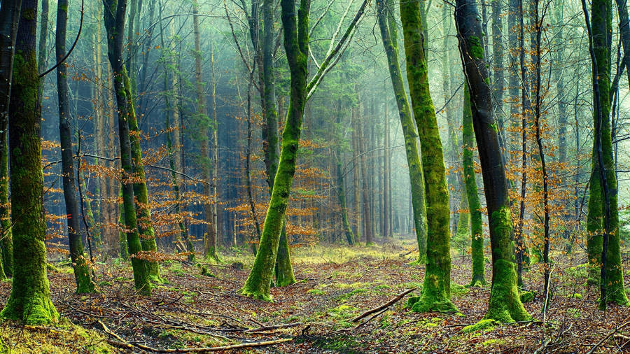 Mossy Trees In The Woods Wallpaper